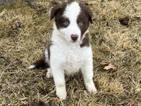Star's # 1 Female, a female Border Collie for sale in Glencoe, MN – Photo 1 of 10