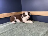 Star's # 1 Female, a female Border Collie for sale in Glencoe, MN – Photo 6 of 6