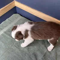 Star's # 1 Female, a female Border Collie for sale in Glencoe, MN – Photo 7 of 10