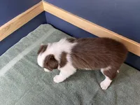 Star's # 1 Female, a female Border Collie for sale in Glencoe, MN – Photo 3 of 6