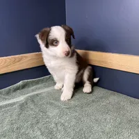 Star's # 1 Female, a female Border Collie for sale in Glencoe, MN – Photo 6 of 10