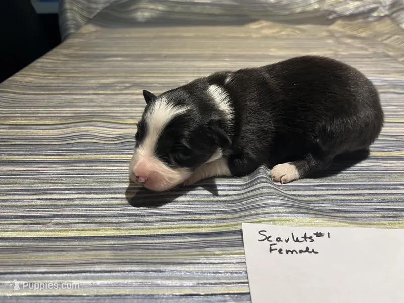 Spirit's #1 Female – Border Collie puppy for sale in Glencoe, MN