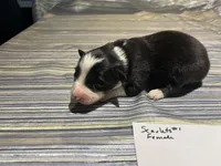 Spirit's #1 Female, a female Border Collie for sale in Glencoe, MN – 1 of 1