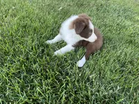 Spirit's #2 male, a male Border Collie for sale in Glencoe, MN – 3 of 5