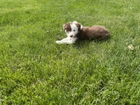 Spirit's #1 female, a female Border Collie for sale in Glencoe, MN – 2 of 7