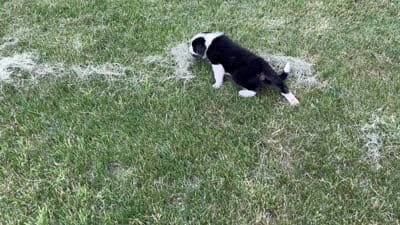 Scarlets # 1 male, a male Border Collie for sale in Glencoe, MN – 2 of 2