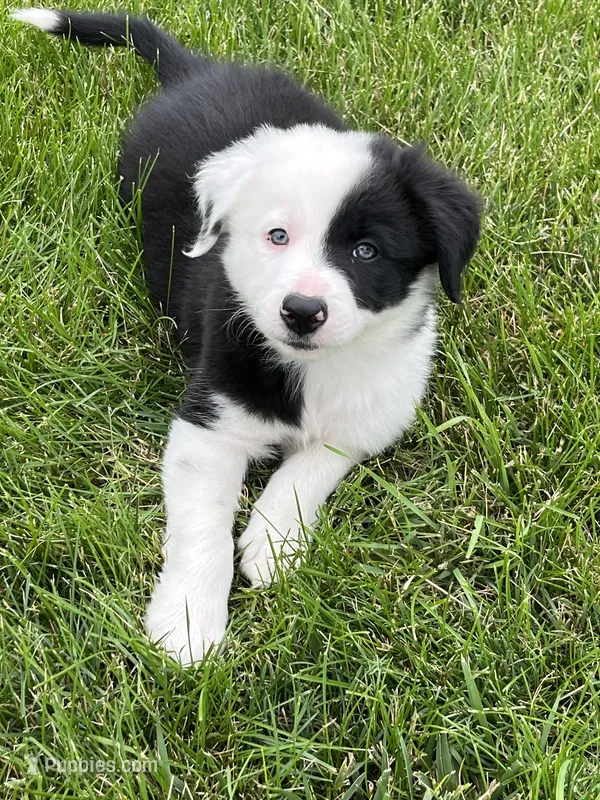 Spirits # 1 male – Border Collie puppy for sale in Glencoe, MN