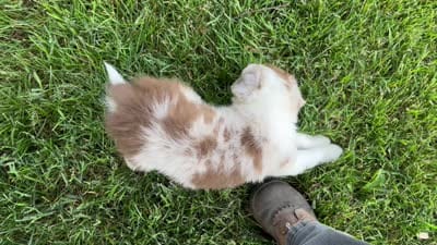 Spirit's #3 Female, a female Border Collie for sale in Glencoe, MN – 5 of 5