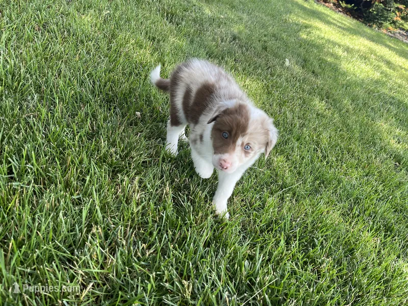 Spirit's #3 Female – Border Collie puppy for sale in Glencoe, MN