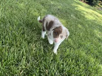 Spirit's #3 Female, a female Border Collie for sale in Glencoe, MN – 1 of 5