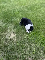 Spirits # 1 male, a male Border Collie for sale in Glencoe, MN – 2 of 3