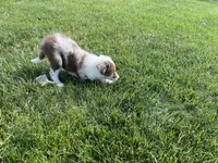 Spirit's #3 Female, a female Border Collie for sale in Glencoe, MN – 2 of 5