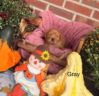 Grey Collar, a female Goldador for sale in Anderson, IN – 2 of 4
