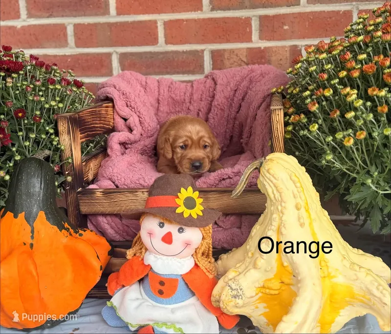 Orange Collar – Goldador puppy for sale in Anderson, IN