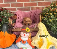 Orange Collar, a male Goldador for sale in Anderson, IN – 1 of 4