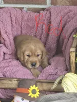 Red Collar, a male Goldador for sale in Anderson, IN – 2 of 4