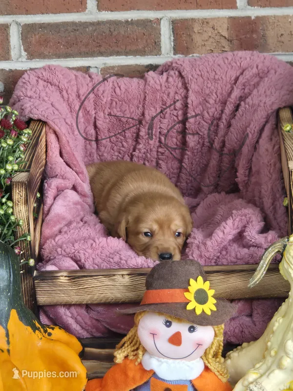 Grey Collar – Goldador puppy for sale in Anderson, IN