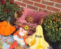 Pink Collar, a female Goldador for sale in Anderson, IN – 2 of 4