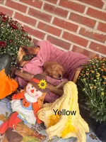 Yellow Collar, a female Goldador for sale in Anderson, IN – 2 of 4
