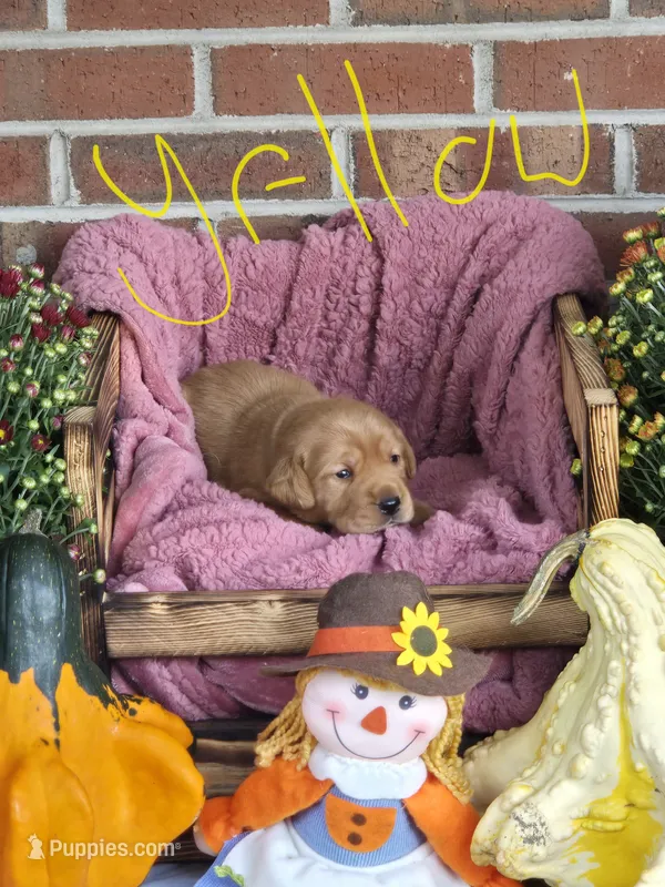 Yellow Collar – Goldador puppy for sale in Anderson, IN