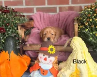 Black Collar, a male Goldador for sale in Anderson, IN – 1 of 3