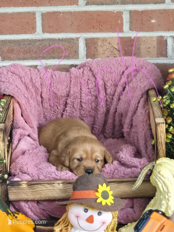 Pink Collar – Goldador puppy for sale in Anderson, IN