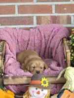 Pink Collar, a female Goldador for sale in Anderson, IN – 1 of 4