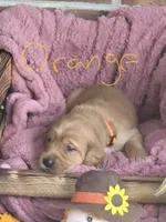 Orange Collar, a male Goldador for sale in Anderson, IN – 2 of 4