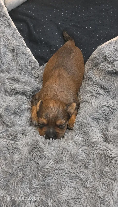 Brownie – Yorkshire Terrier puppy for sale in Providence, RI