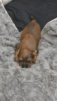 Brownie, a female Yorkshire Terrier for sale in Providence, RI – 1 of 1