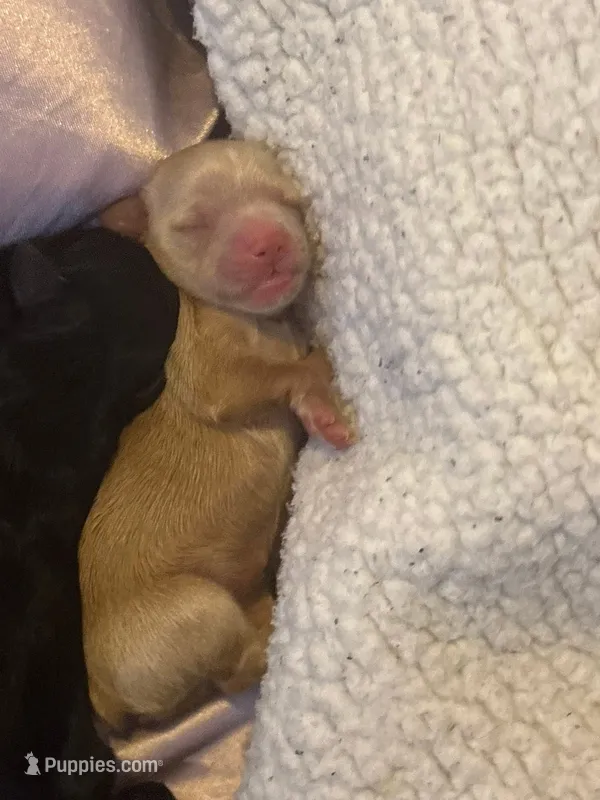 Pearl – Yorkshire Terrier puppy for sale in Providence, RI