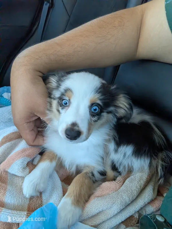Patty (Patty Cakes) – Miniature Australian Shepherd puppy for sale in Lomita, CA