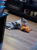 Patty (Patty Cakes), a female Miniature Australian Shepherd for sale in Lomita, CA – 4 of 5