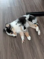 Patty (Patty Cakes), a female Miniature Australian Shepherd for sale in Lomita, CA – 5 of 5