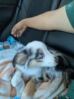 Patty (Patty Cakes), a female Miniature Australian Shepherd for sale in Lomita, CA – 3 of 5