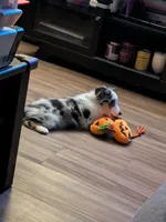 Patty (Patty Cakes), a female Miniature Australian Shepherd for sale in Lomita, CA – 2 of 5