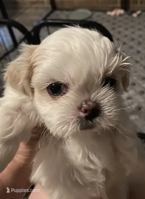 🐾 Sweet Male Shih-Tzu Puppy Available  – Shih Tzu puppy on hold in Brewton, AL