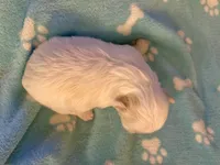 🐾 Sweet Male Shih-Tzu Puppy Available , a male Shih Tzu for sale in Brewton, AL – Photo 6 of 6