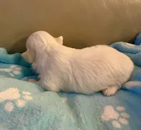 🐾 Sweet Male Shih-Tzu Puppy Available , a male Shih Tzu for sale in Brewton, AL – Photo 2 of 6