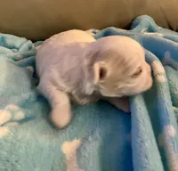 🐾 Sweet Male Shih-Tzu Puppy Available , a male Shih Tzu for sale in Brewton, AL – Photo 4 of 6