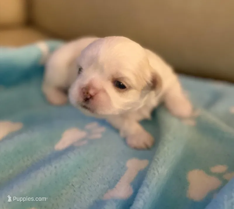 🐾 Sweet Male Shih-Tzu Puppy Available  – Shih Tzu puppy for sale in Brewton, AL