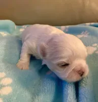 🐾 Sweet Male Shih-Tzu Puppy Available , a male Shih Tzu for sale in Brewton, AL – Photo 5 of 6