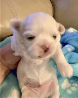 🐾 Sweet Male Shih-Tzu Puppy Available , a male Shih Tzu for sale in Brewton, AL – Photo 3 of 6