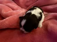 Adorable Female Shih-Tzu Puppy Available 🌸, a female Shih Tzu for sale in Brewton, AL – Photo 5 of 7