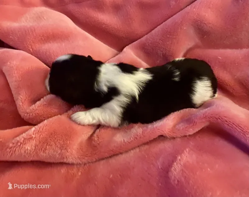 Adorable Female Shih-Tzu Puppy Available 🌸 – Shih Tzu puppy for sale in Brewton, AL