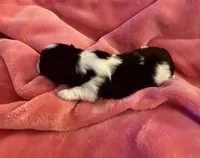 Adorable Female Shih-Tzu Puppy Available 🌸, a female Shih Tzu for sale in Brewton, AL – Photo 1 of 7