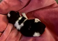 Adorable Female Shih-Tzu Puppy Available 🌸, a female Shih Tzu for sale in Brewton, AL – Photo 2 of 7