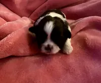 Adorable Female Shih-Tzu Puppy Available 🌸, a female Shih Tzu for sale in Brewton, AL – Photo 4 of 7