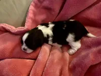 Adorable Female Shih-Tzu Puppy Available 🌸, a female Shih Tzu for sale in Brewton, AL – Photo 7 of 7