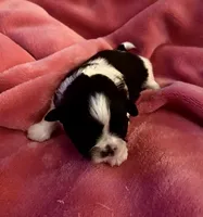 Adorable Female Shih-Tzu Puppy Available 🌸, a female Shih Tzu for sale in Brewton, AL – Photo 3 of 7